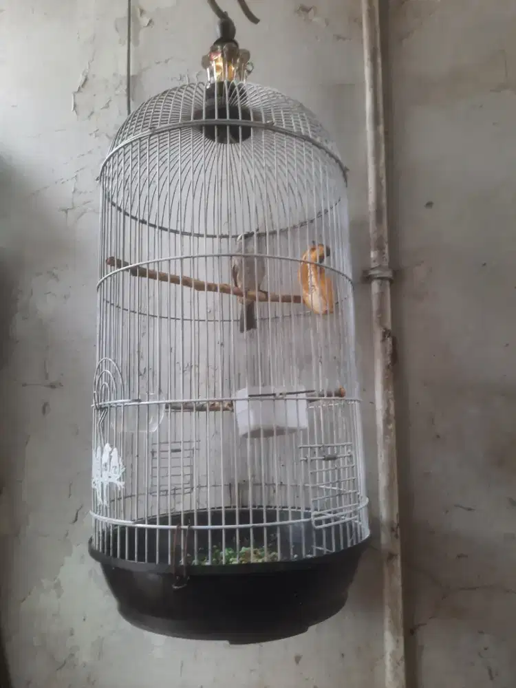 Trucuk mapan ropel fulset