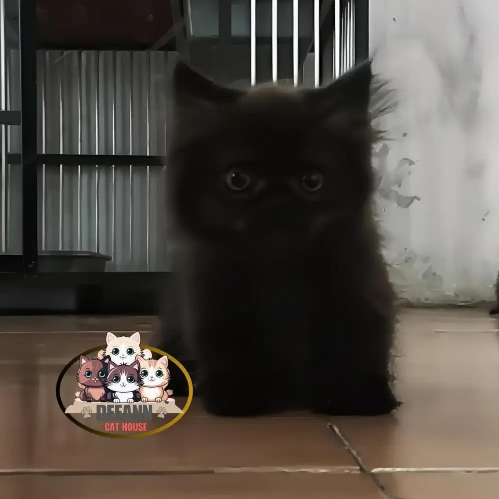 Kucing Munchkin BLH Black Solid