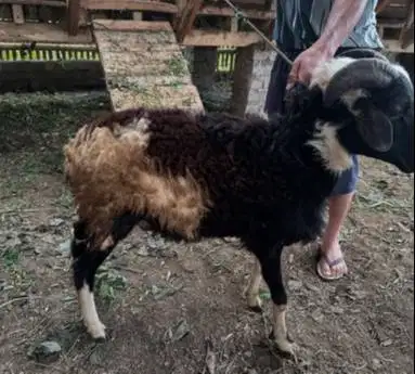 tabungan 500rb/bln 7x domba jantan 30kiloUP timbang riil kurban 2026