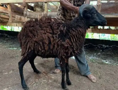 cicilan 500rb/bln 7x domba jantan 30kiloUP siap kurban 2026 jamin puas