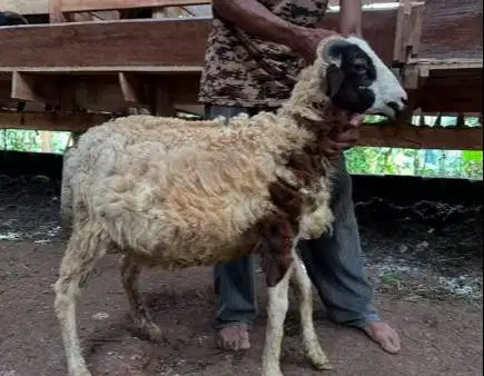 cicilan 500rb/bln 7x domba jantan 30kiloUP timbang riil kurban 2026 ok