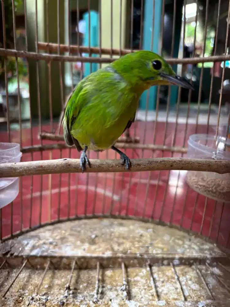Burung Pemakan Pisang