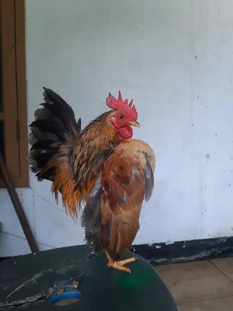 Ayam Serama jantan selam