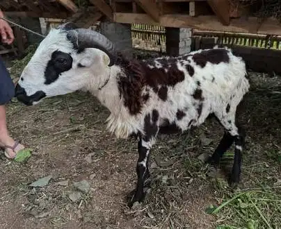 cicil 500rb/bln 7x domba jantan 30kiloanUP siap kurban 2026 jamin puas