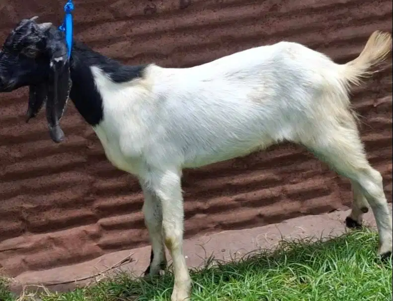 cicil kambing qurban 500rb/bln 7x 30kiloUP timbang riil kurban 2026 ok