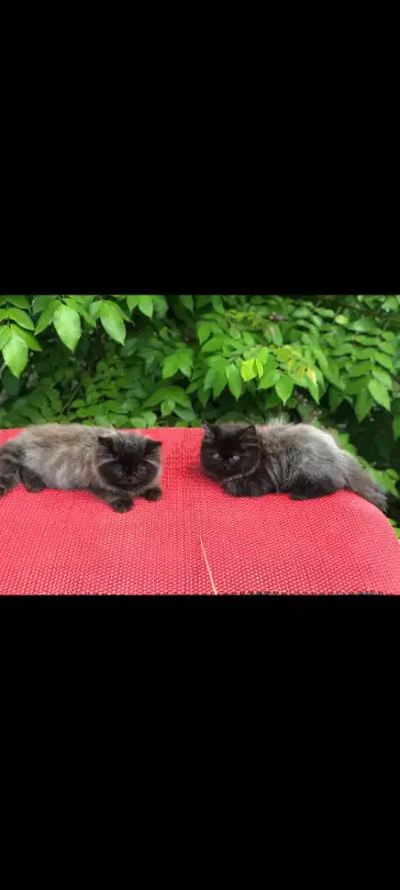 kucing kitten anakan anggora persia ragdoll himalaya mainecoon