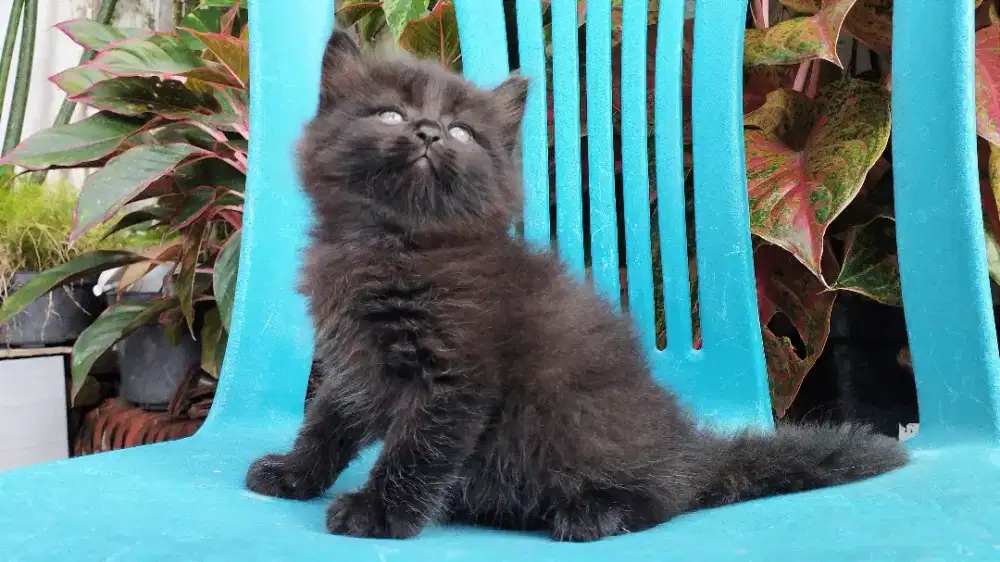 Kucing persia kitten