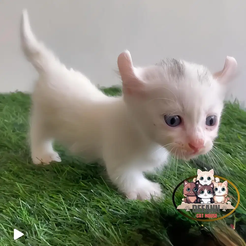 Kucing Munchkin Kinkalow (Curly Ear)