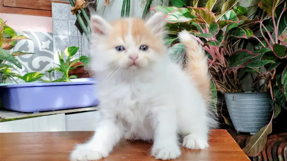 Kucing persia kitten