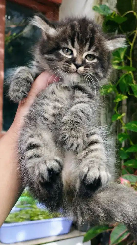 Kucing persia kitten