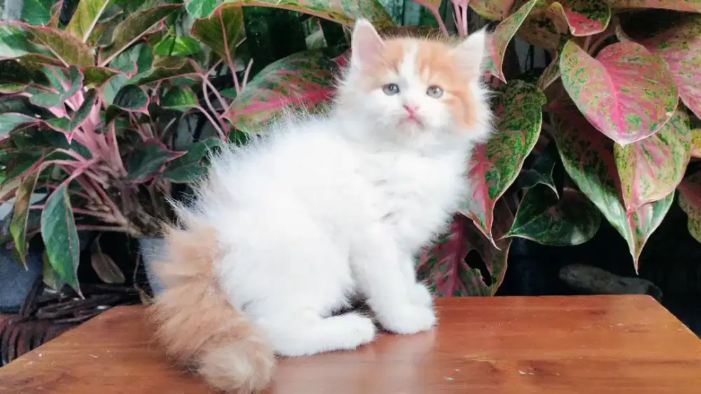 Kucing persia kitten