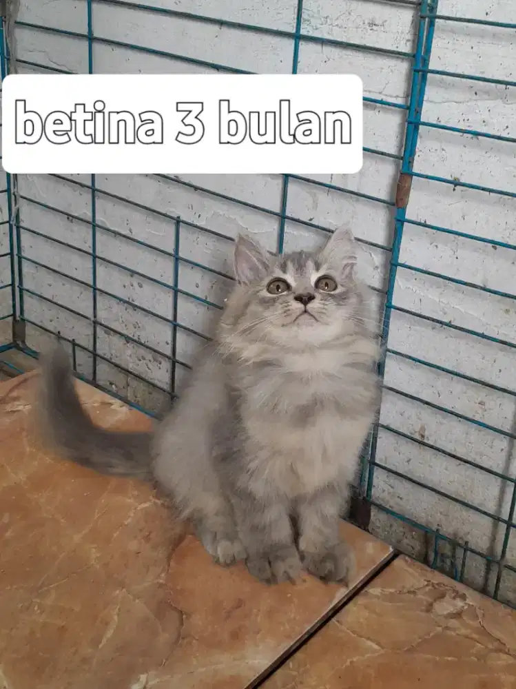 Kitten usia 3 & 4 bulan betina semua