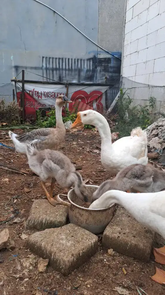 Soang Anakan Sepasang