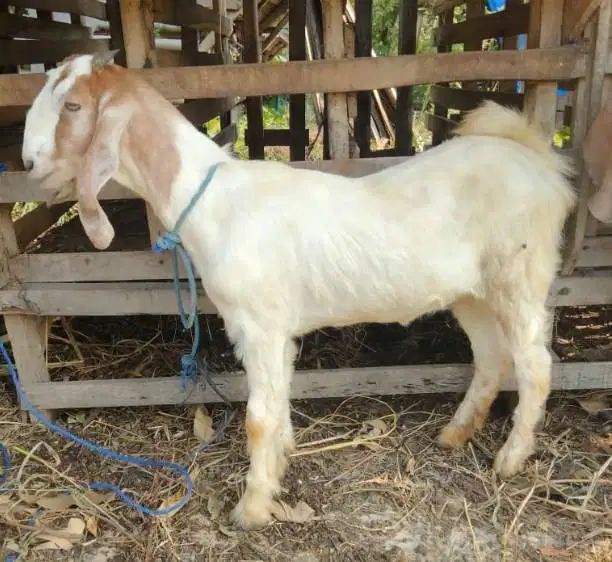 cicil 500rb/bln 7x kambing qurban 30kiloUP timbang riil kurban 2026 ok