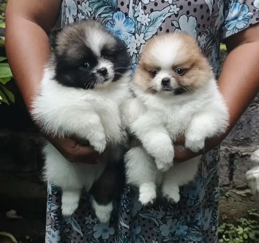 Anakan minipom 2,5 bulan vaksin √