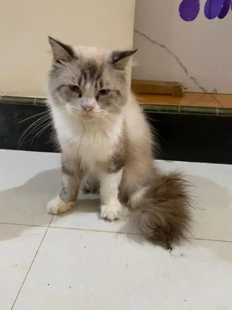 Kucing ragdoll lynx