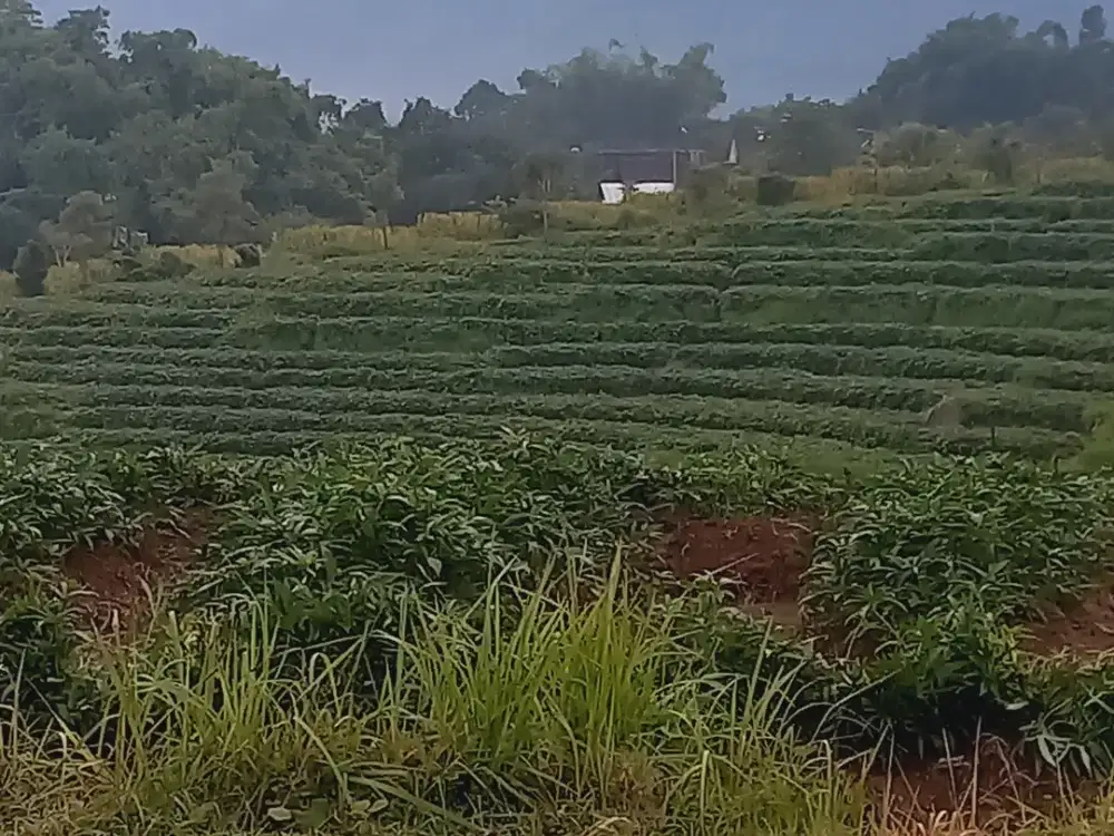 JUAL TANAH AREA WISATA PACET VIEW SUN RICE 2 GUNUNG PENANGGUNGAN