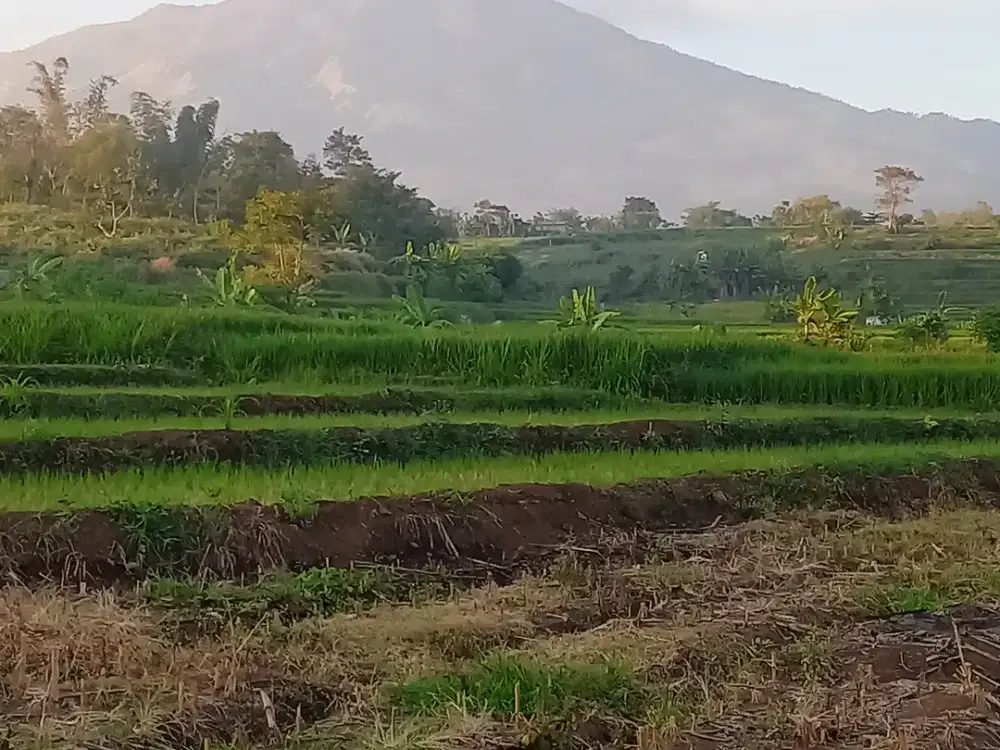 JUAL TANAH AREA WISATA PACET SHM VIEW GUNUNG