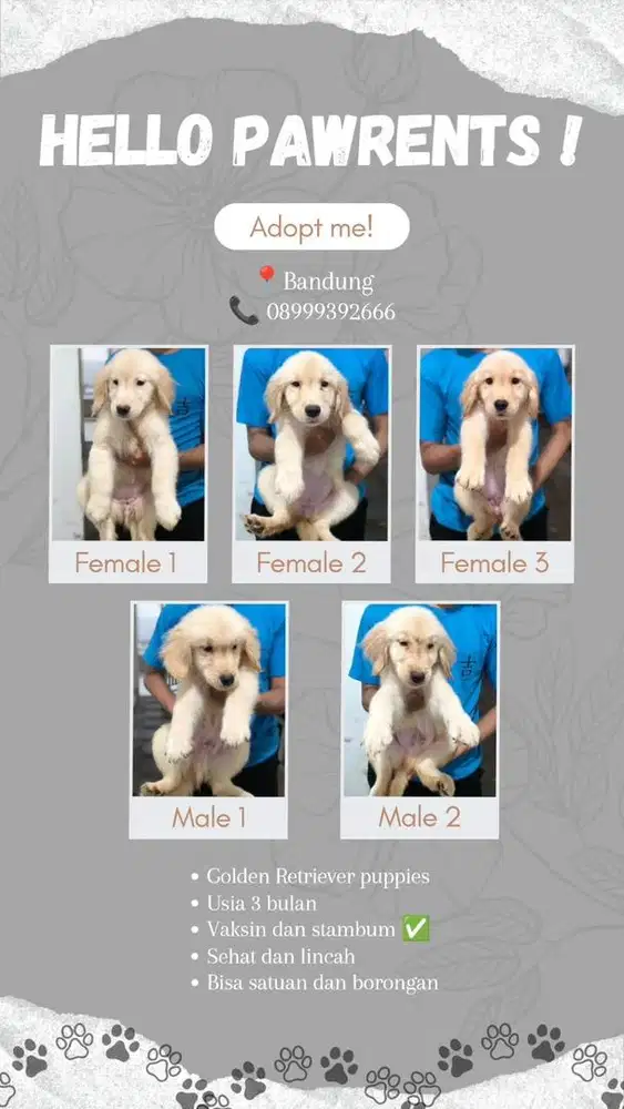 Anakan Golden Retriever