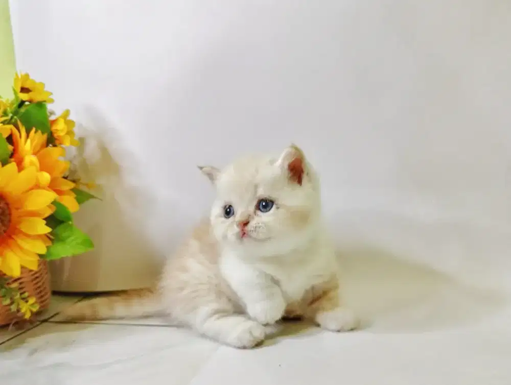 Kitten Munchkin Standar pendek