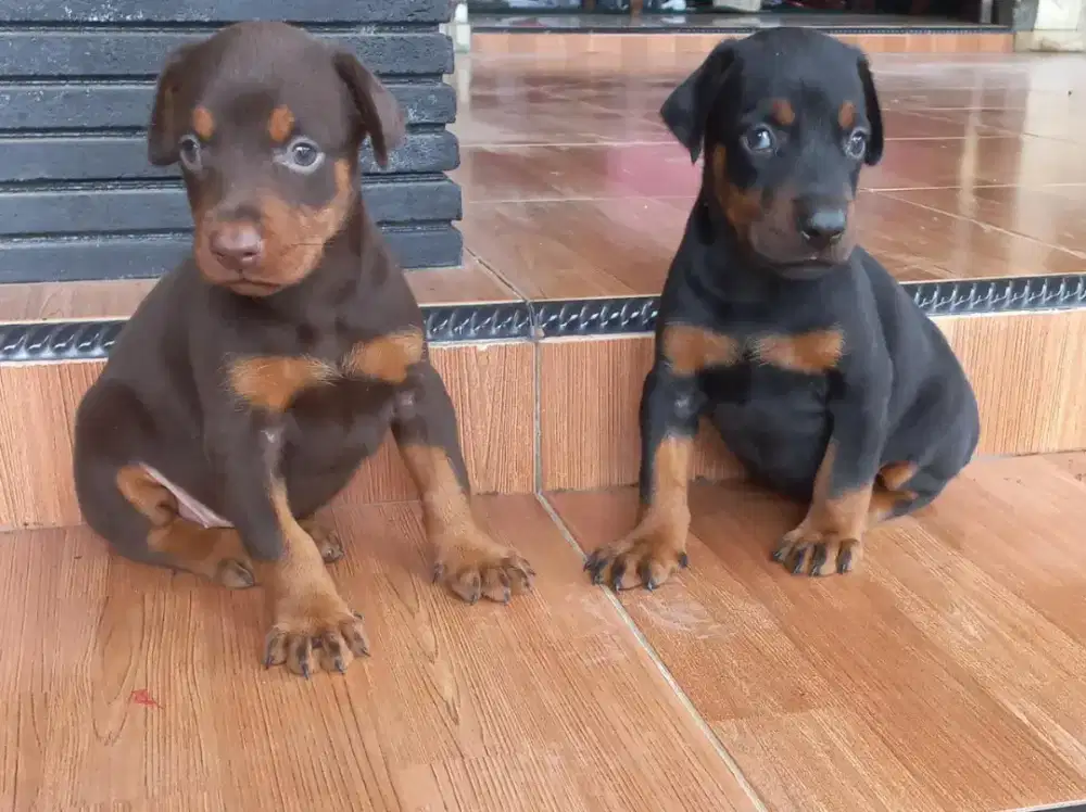 PUPPIES DOBERMANN