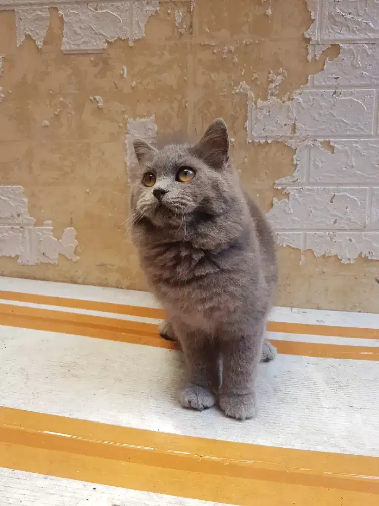 Kucing kitten remaja bsh abu solid