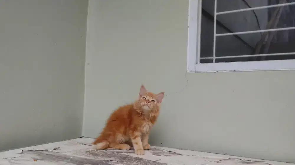 Kucing kitten persia mix mainecoon / himalaya / anggora / peaknose