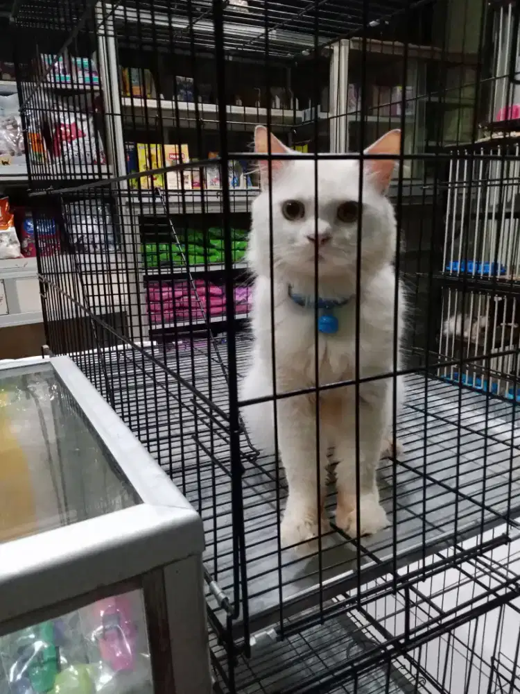 Kucing Persia Medium Murah Di Bekasi