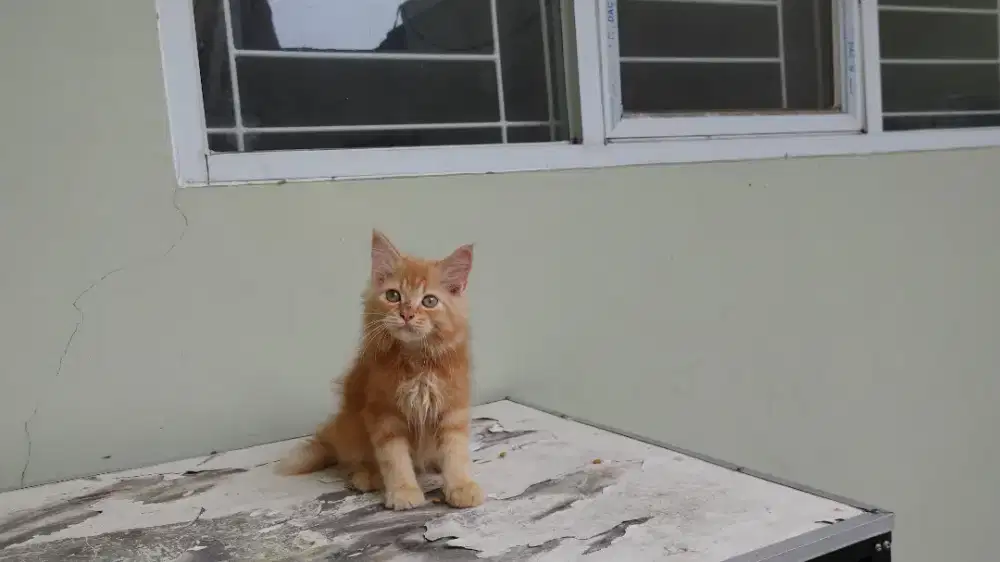 Kucing kitten persia mix mainecoon / anggora / himalaya / peaknose