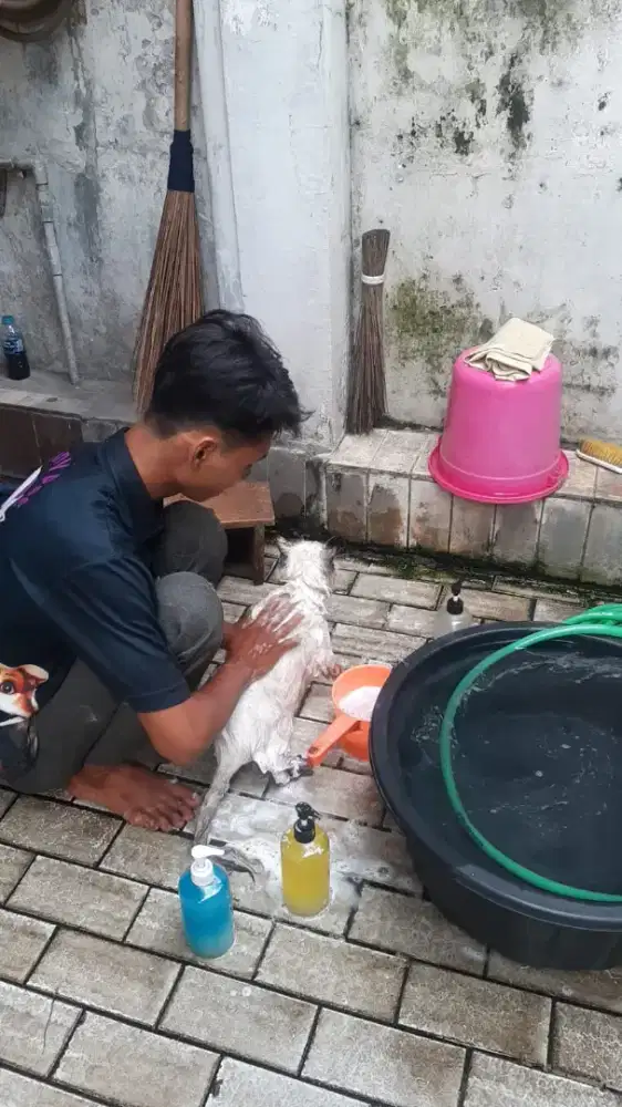 Grooming anjing dan kucing jadetabek promo