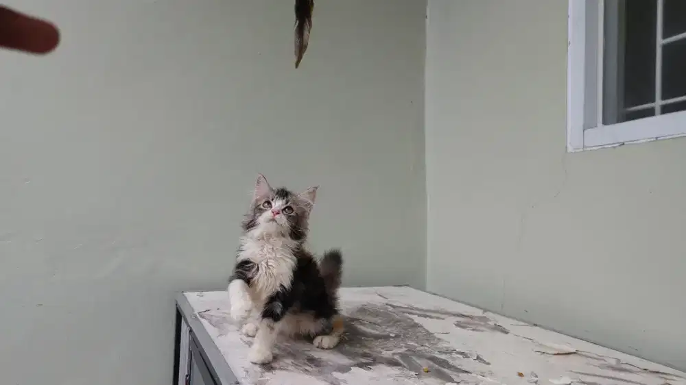 Kucing kitten persia mix mainecoon / himalaya / peaknose / anggora