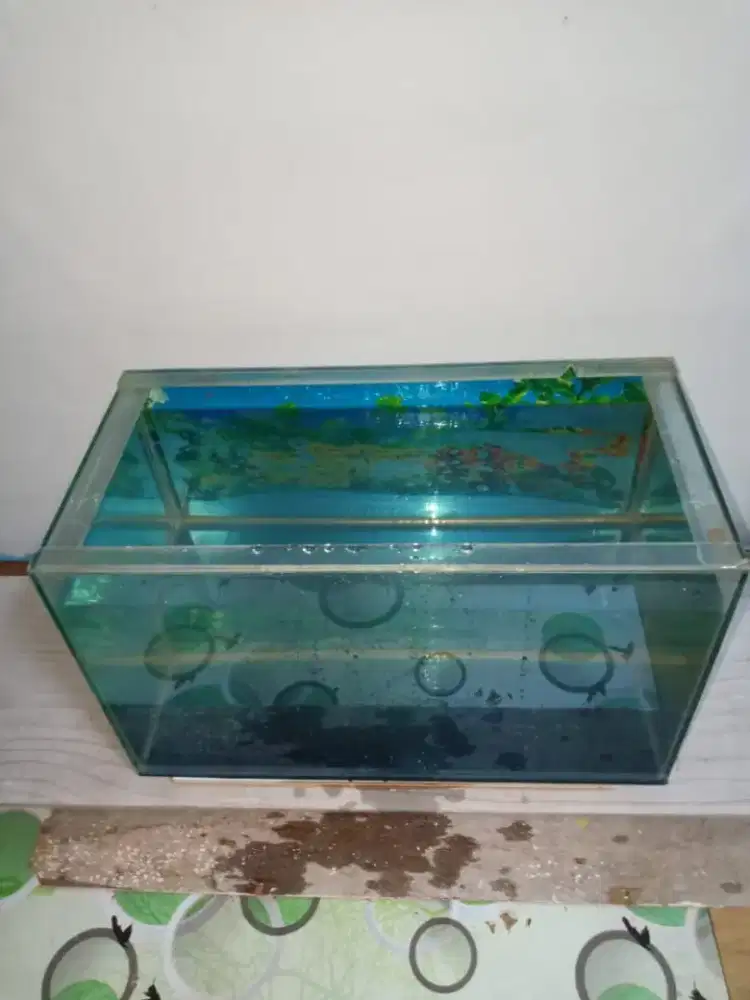 Akuarium ikan Layak Pakai
