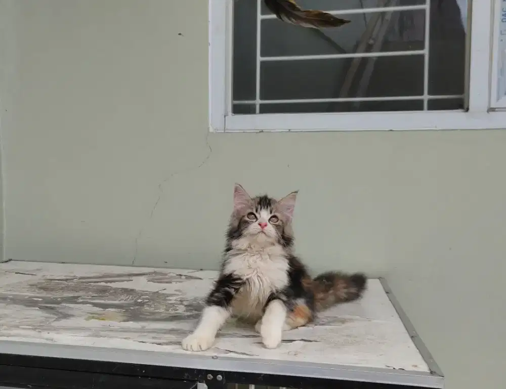 Kucing kitten persia mix mainecoon / anggora / peaknose / himalaya