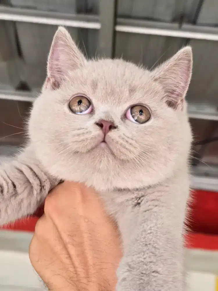 Kucing british shorthair bsh british shorthair