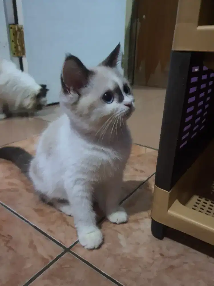 MIXBREED RAGDOLL X BSH BICO BLUE