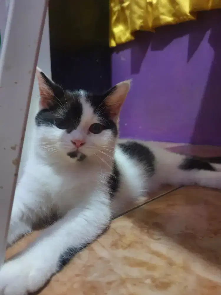 MIXBREED BRITISH SHORTHAIR DAN RAGDOLL