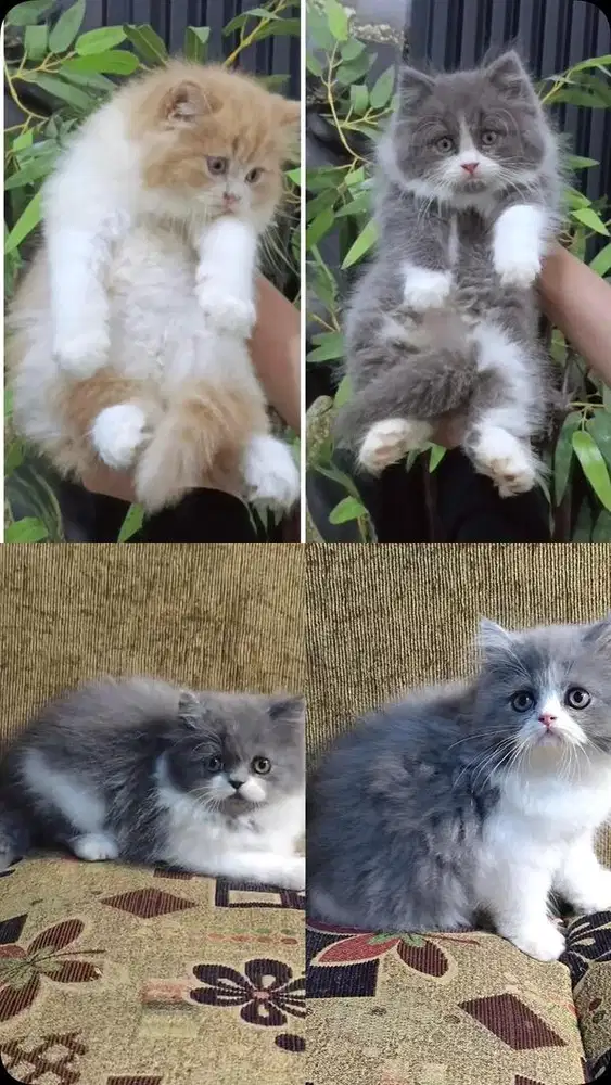 Kucing kitten anakan persia jantan dan betina