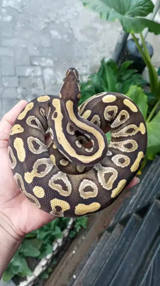 BP Mojave Betina Jinak