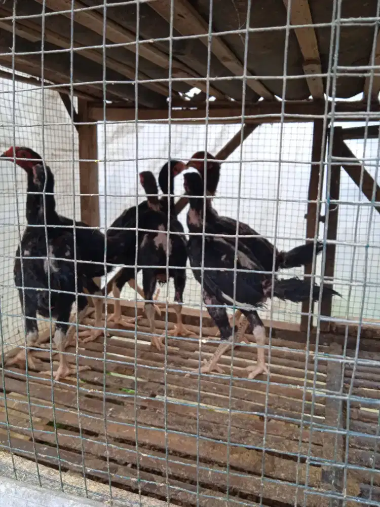 Jual anak ayam Bangkok jantan umur 4 bulan