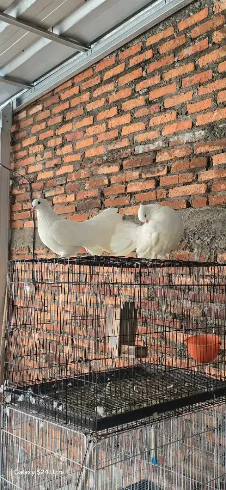 Dijual 2 pasang merpati hias indukan