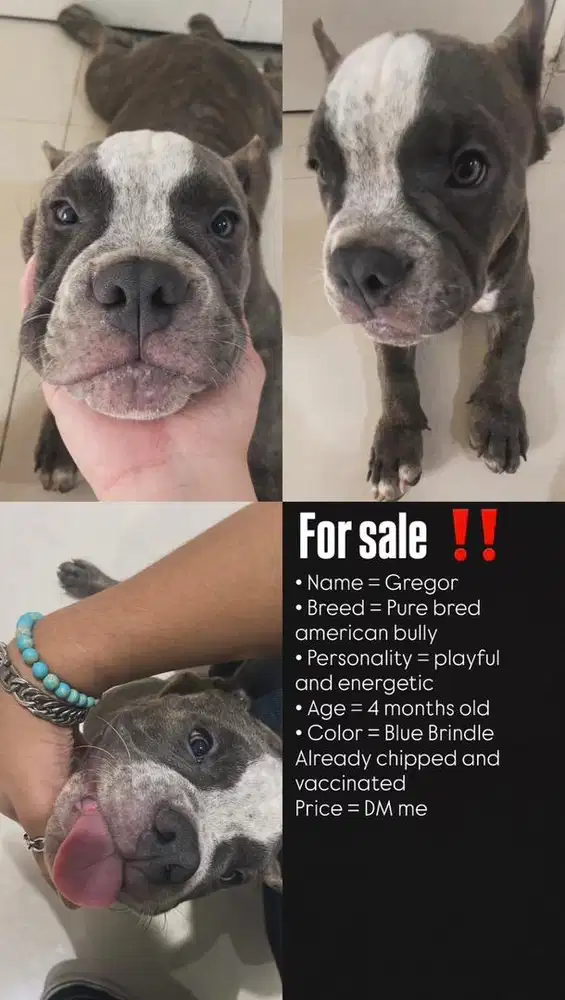 American Bully Pure Breed