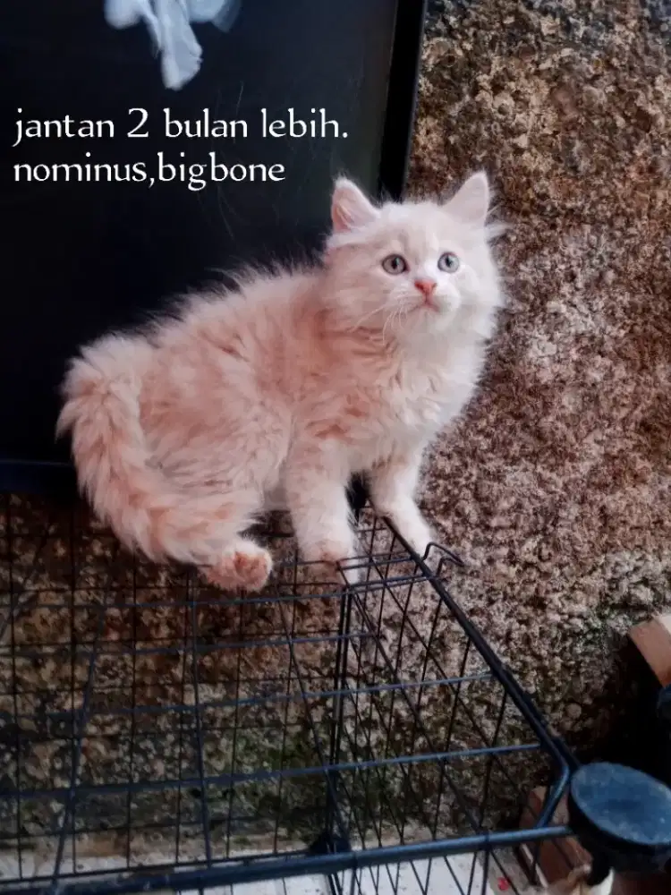 Kucing Persia medium