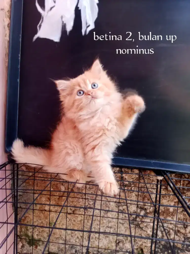 Kucing Persia flatnose