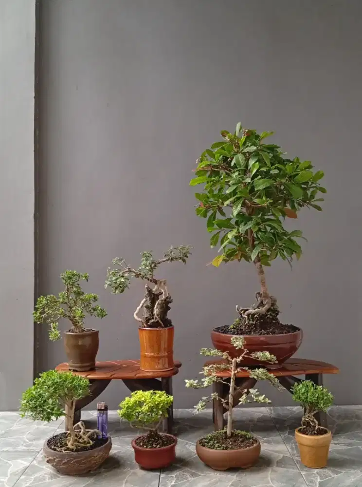 Mini bonsai cantik ada 7 pohon