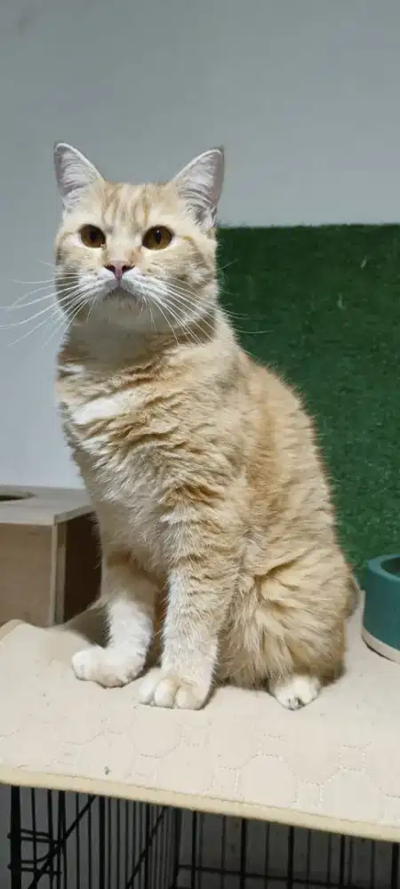 Lepas adopsi  bermahar