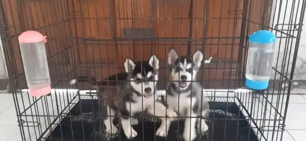 Siberian Husky Female