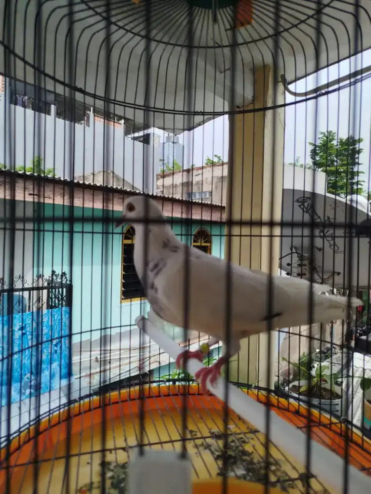 Merpati balap pigion