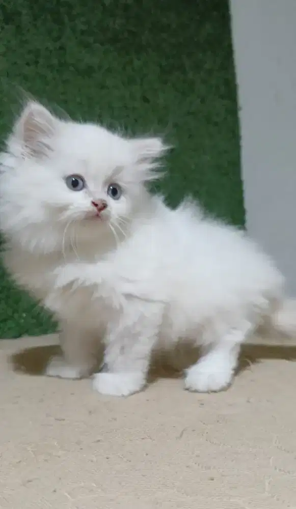 Lepas adopsi bermahar