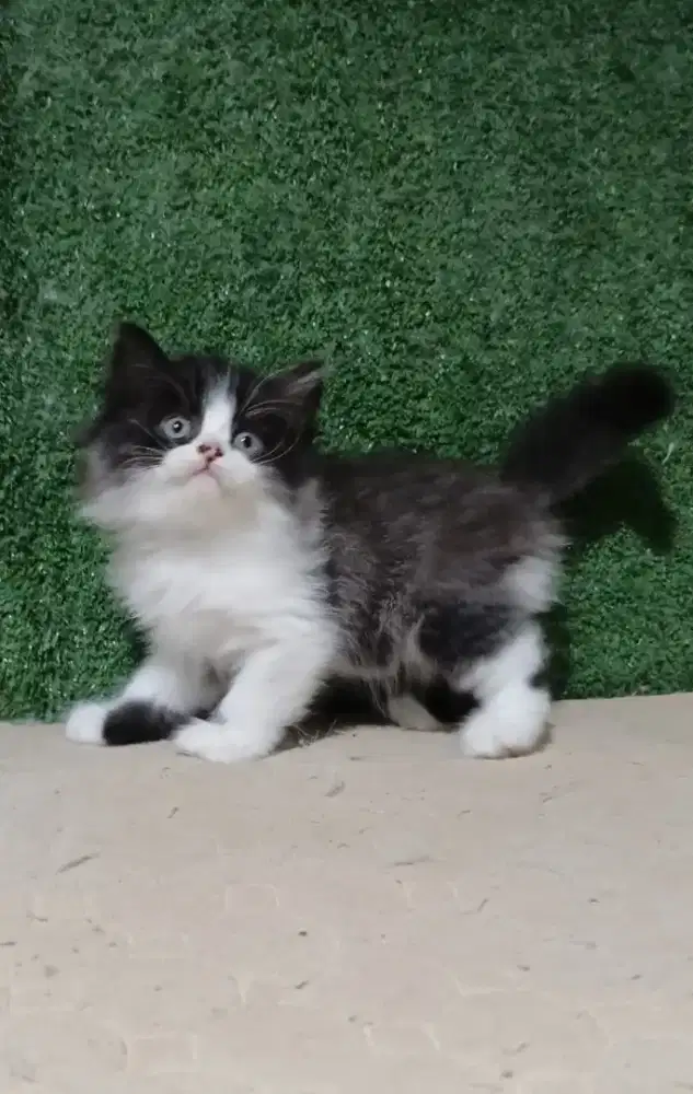 Lepas adopsi bermahar