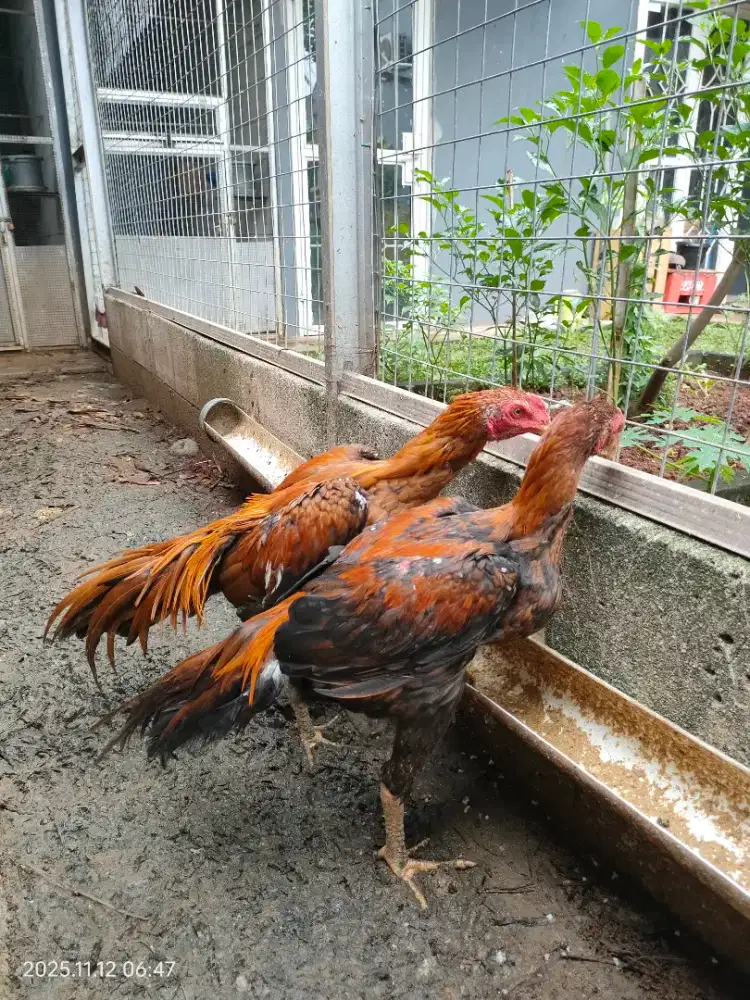 Janggaran Bangkok BK vs Ekor Lidi